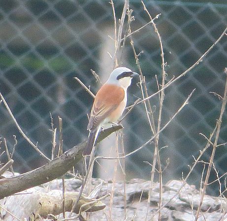 Averla piccola  - Monica Carabella