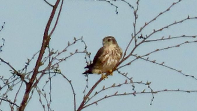 drzemlik  - Aleksandra Gehrmann-Bogdanowicz
