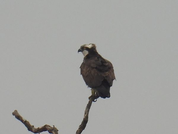 rybołów  - Kacper Mikulski