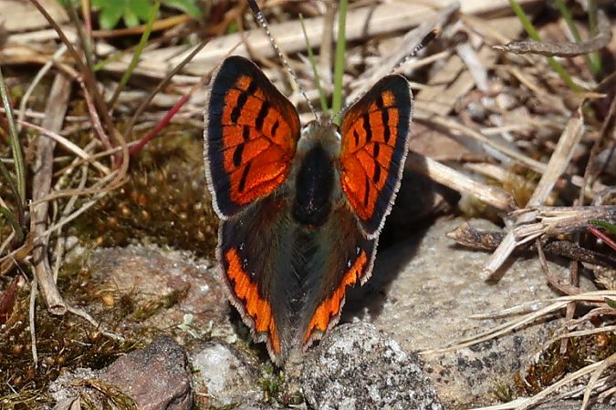 Lycaena phlaeas  - Lorenzo Lanzani