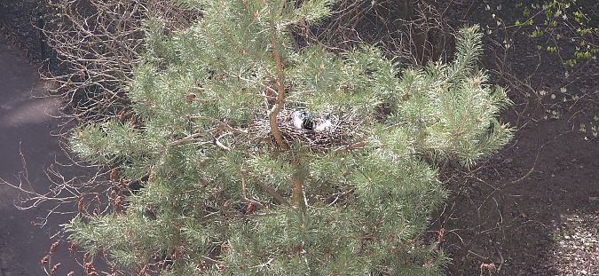 wrona (siwa, ssp. cornix)  - Filip Wojciechowski