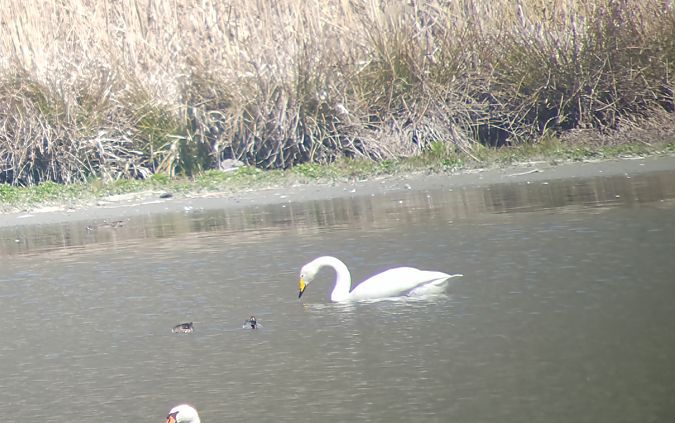 Cygne chanteur 