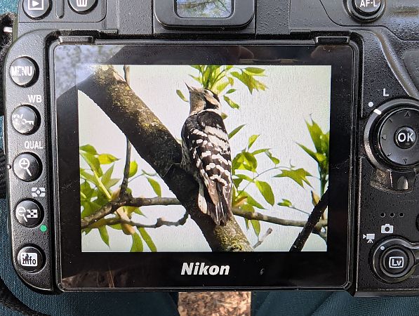 Picchio rosso minore  - Jessica Peruzzo