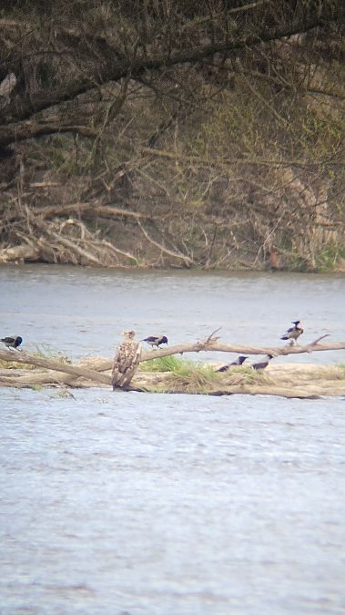 wrona (siwa, ssp. cornix)  - Anna Kamilewicz-Wicik