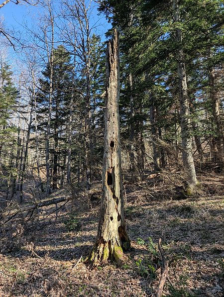 Picchio nero  - Davide Ridente