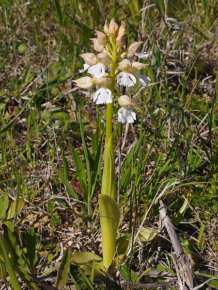 Orchis purpurea  - Gérard Joseph