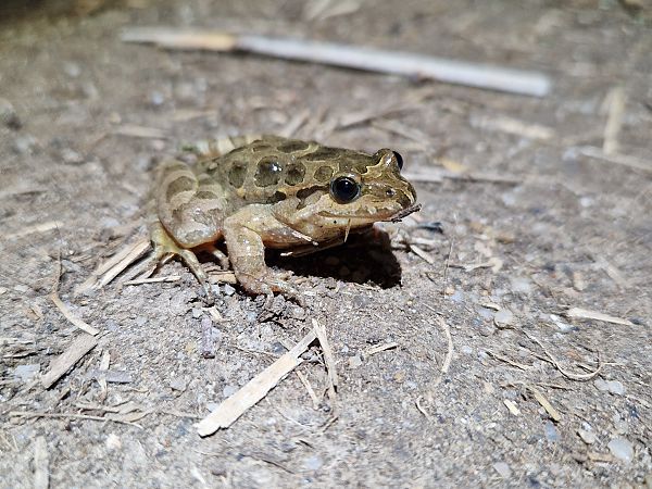 Granota pintada  - Jana Marco