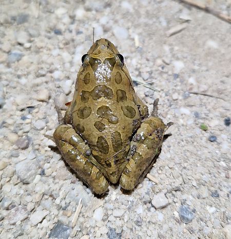 Granota pintada  - Jana Marco