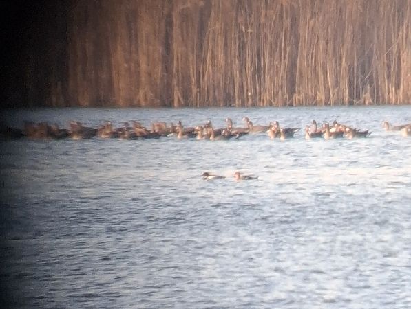 Mittelsäger  - Łukasz Krajewski