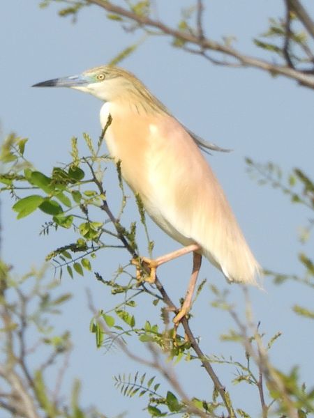 Sgarza ciuffetto  - Massimo Tassinari