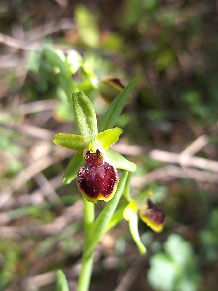 Ophrys araneola  - Emmanuel Cosson