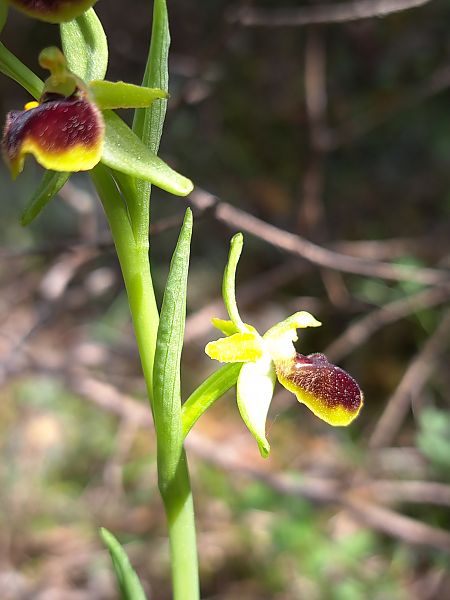 Ophrys araneola  - Emmanuel Cosson