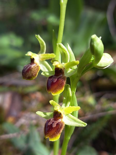Ophrys araneola  - Emmanuel Cosson