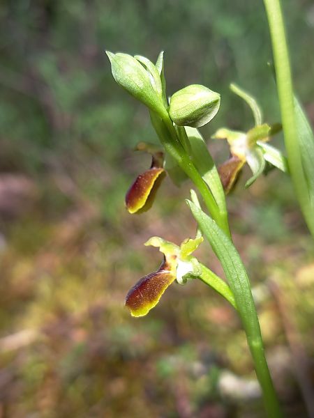 Ophrys araneola  - Emmanuel Cosson