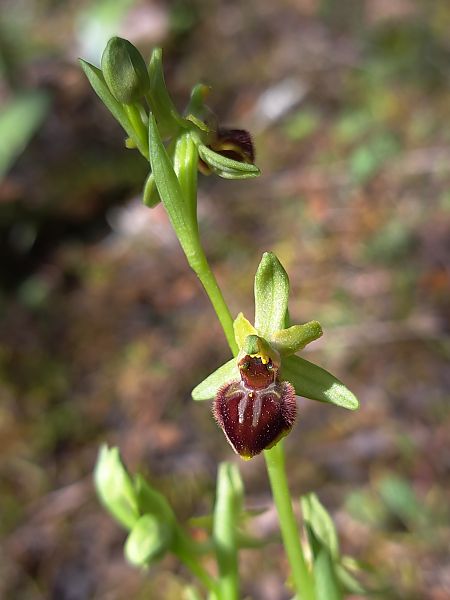 Ophrys araneola  - Emmanuel Cosson