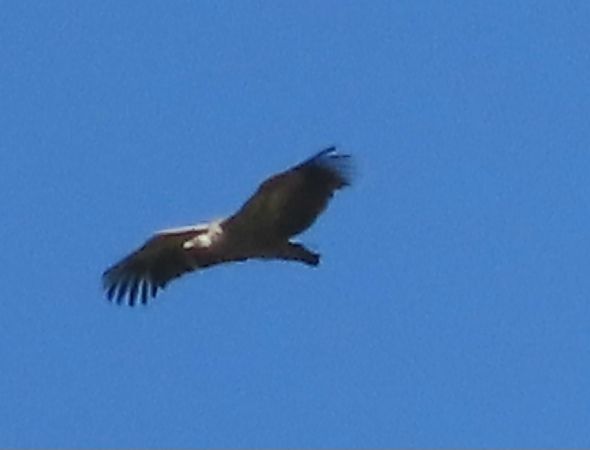 Grifone  - Jean Toubert