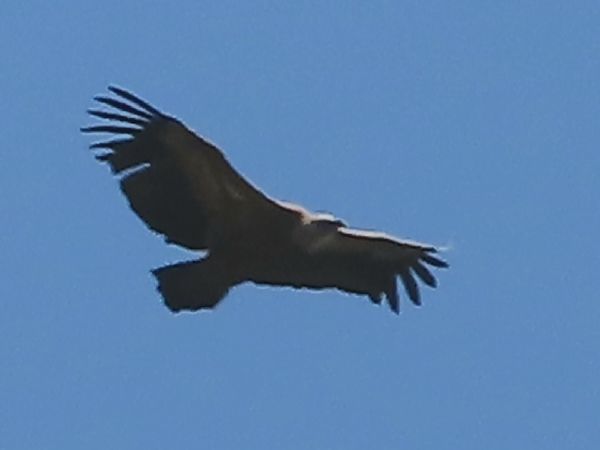 Grifone  - Jean Toubert