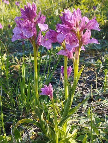 Anacamptis papilionacea var. expansa  - Gérard Joseph