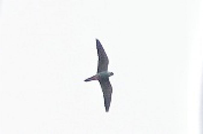 Lodolaio  - Stefano Sava