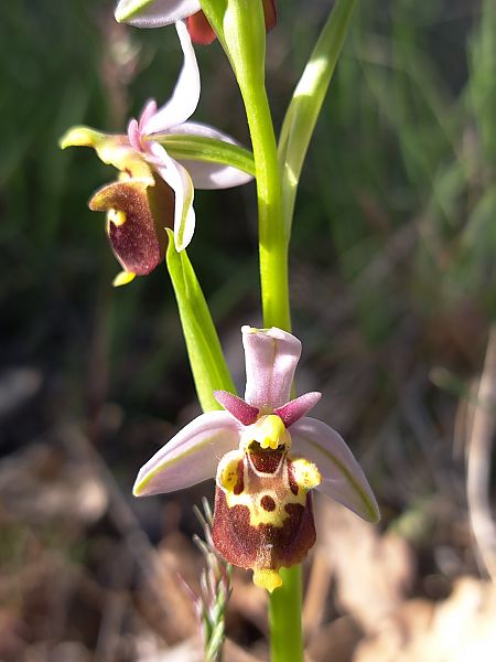 Ophrys fuciflora subsp. druentica  - Emmanuel Cosson
