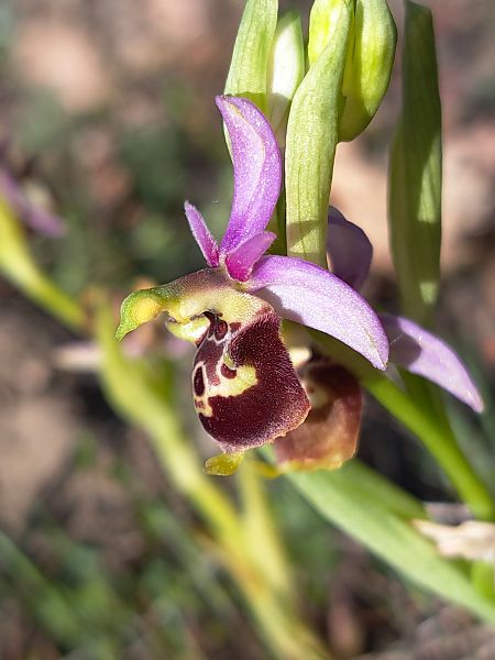Ophrys fuciflora subsp. druentica  - Emmanuel Cosson