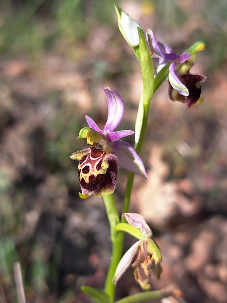Ophrys fuciflora subsp. druentica  - Emmanuel Cosson