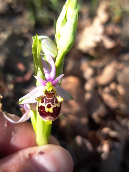 Ophrys fuciflora subsp. druentica  - Emmanuel Cosson