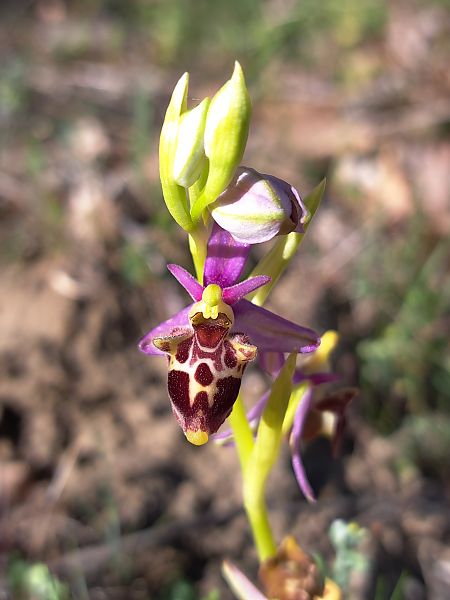 Ophrys fuciflora subsp. druentica  - Emmanuel Cosson