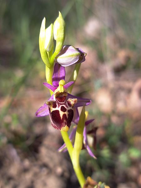 Ophrys fuciflora subsp. druentica  - Emmanuel Cosson