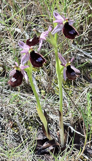 Ophrys bertolonii 