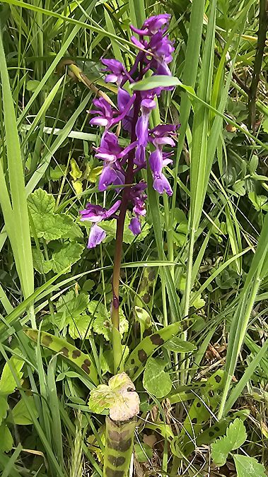 Orchis mascula  - Laurent Buin