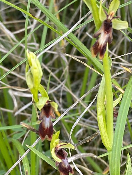 Ophrys insectifera  - Jean-Pierre Crepeau
