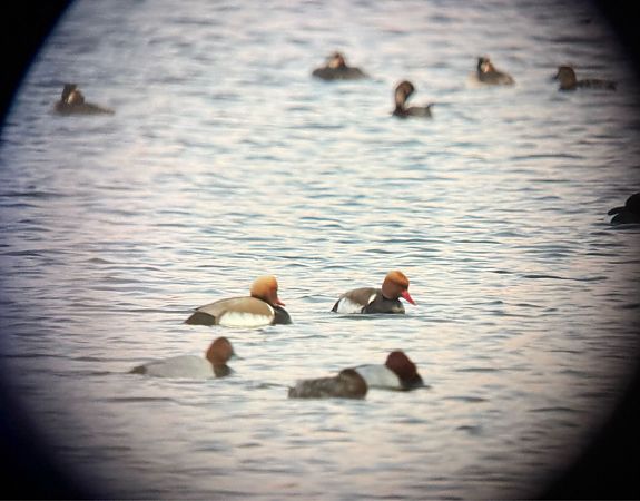 Kolbenente  - Artur Andrzejewski