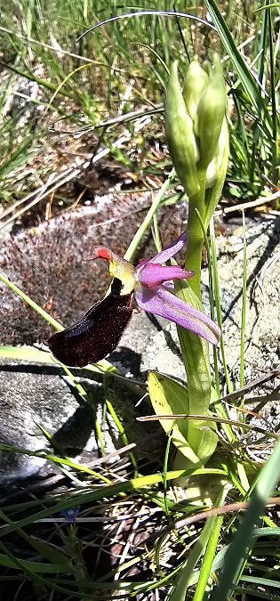 Ophrys aurelia  - Claire Perrachon