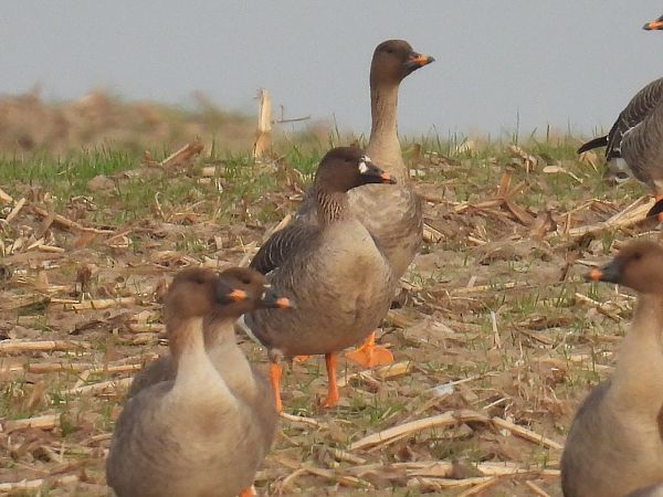 gęś tundrowa  - Kacper Mikulski
