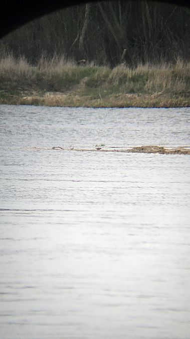 krwawodziób  - Anna Kamilewicz-Wicik