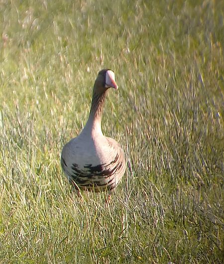 Oie rieuse  - Tilman Heselschwerdt