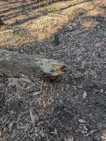 Picchio nero  - Davide Ridente