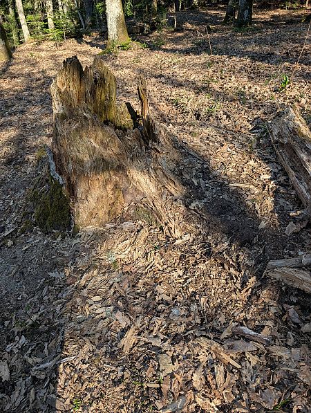 Picchio nero  - Davide Ridente