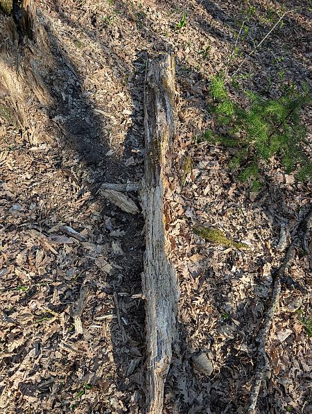 Picchio nero  - Davide Ridente