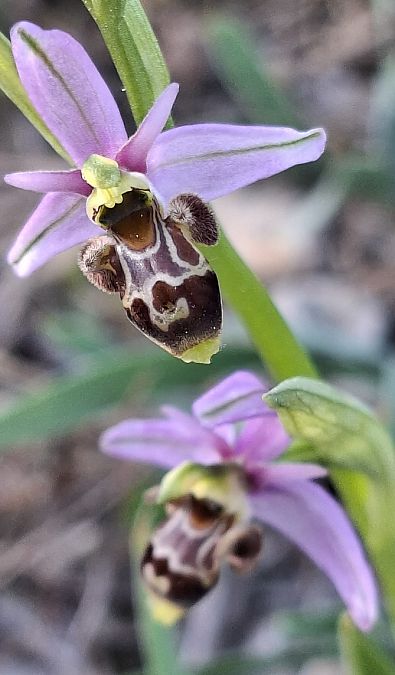 Ophrys scolopax 