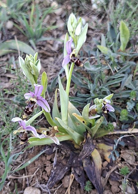 Ophrys scolopax 