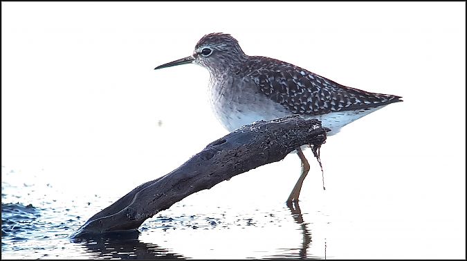 Piro-piro boschereccio  - Giuseppe Di Lieto