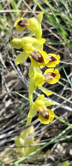 Ophrys lutea 