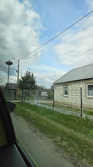 bocian biały  - Anna Kamilewicz-Wicik