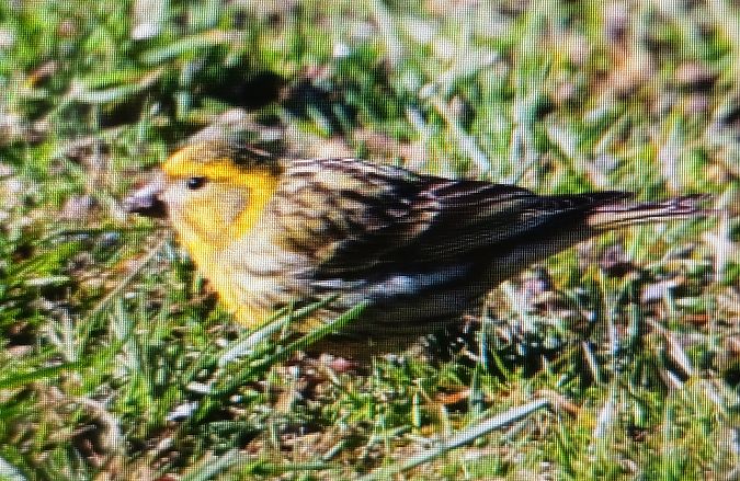 kulczyk  - Marek Betlejewicz