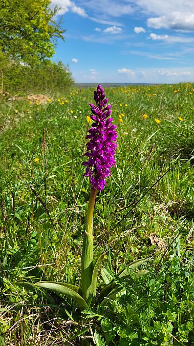 Orchis mascula  - Christian Lenhard