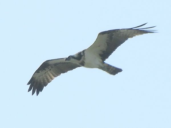 Falco pescatore  - Massimo Tassinari