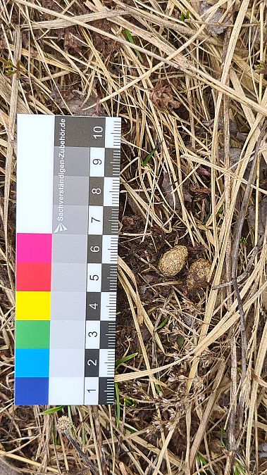 Lepus sp.  - Fabrizio Florit (FVG)