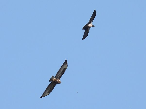 wrona (siwa, ssp. cornix)  - Kacper Mikulski